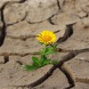 うつ病とは誰にでも起こりうる心と身体の病気